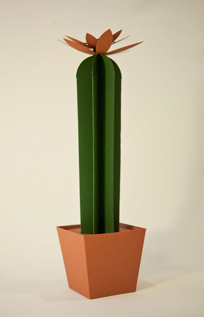 cactus di carta cereus